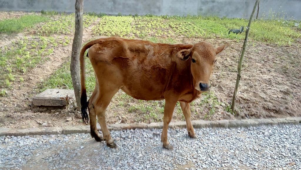 Phong Nha River House Ngoại thất bức ảnh